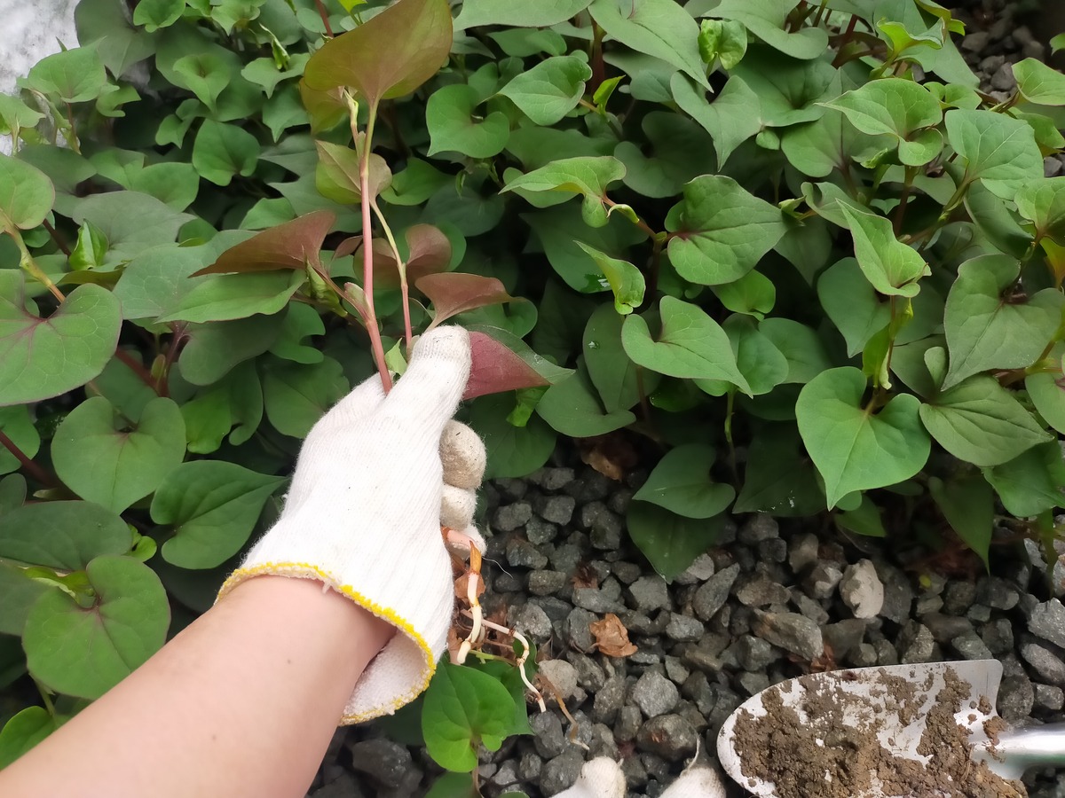 根のついたどくだみを引き抜く草引きの様子