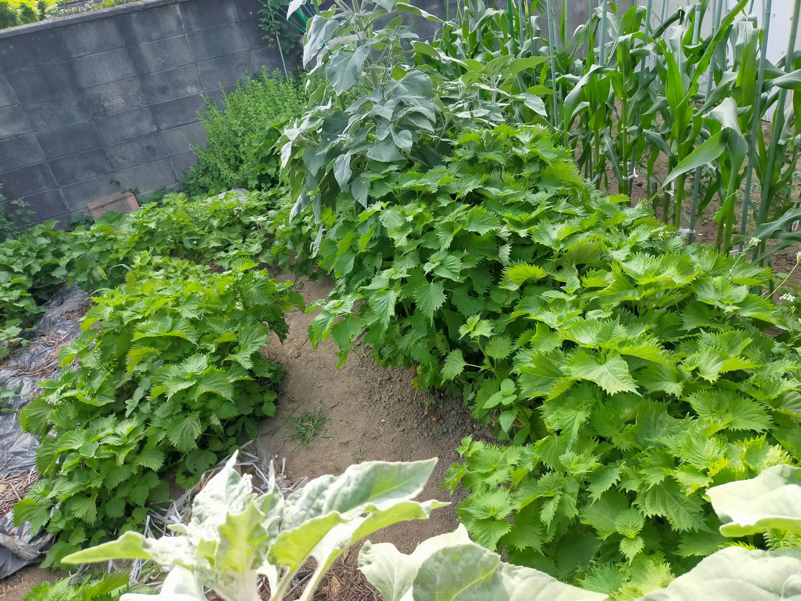 畑一面に広がる青じその葉